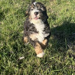 Aspen - Tri-color male Bernedoodle puppy in Springfield, Missouri from Doodle Dandy Bernedoodles & Aussiedoodles