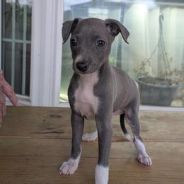 Girl 1 - Blue female Italian Greyhound puppy in Frederick, Maryland from Celeste Italian Greyhounds
