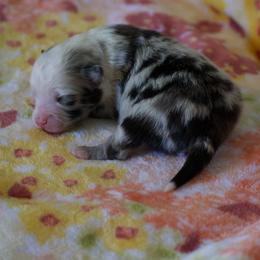 Paddington - Blue merle male Miniature American Shepherd puppy in Chocowinity, North Carolina from Foxtail Hollow