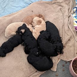 Aussiedoodle, Australian Shepherd, Bernedoodle, Cockapoo, and Poodle Puppies from Sis' Doodles & Poodles