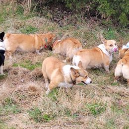 Pembroke Welsh Corgi Puppies from Liberty Hill Farm