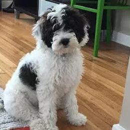 Bernedoodles and Goldendoodles from AweStrunk Farms