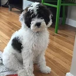 Bernedoodles and Goldendoodles from AweStrunk Farms