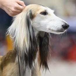 Djinn - Saluki