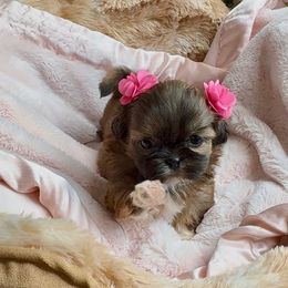 Joy - Brindle female Shih Tzu puppy in Frederick, Maryland from Shih Tzu Puppy in Maryland