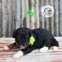 Cy - Tri-color male Bernedoodle puppy in Heyworth, Illinois from Cobble Creek Puppies