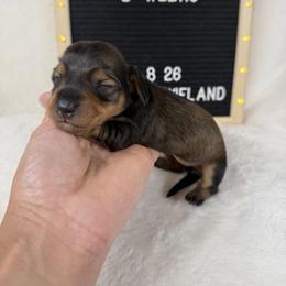 Letty - Sable female Dachshund puppy in Dickinson, Texas from Beth’s Doxieland