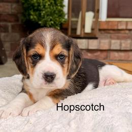 Hopscotch - Black tan and white female Beagle puppy in Mansfield, Missouri from Rippee Creek Kennel