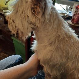 Scottish Terriers from LaSondra Miracle