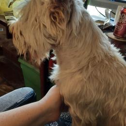 Scottish Terriers from LaSondra Miracle