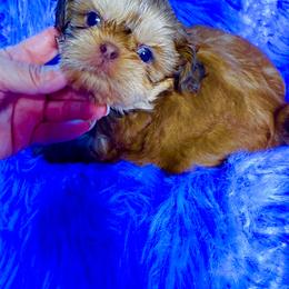 Hot Chili Pepper - Red male Shih Tzu puppy in Port Orchard, Washington from Buttons N Bows