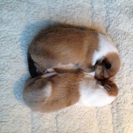 Collie Puppies from Deb Smith