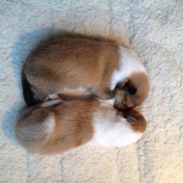 Collie Puppies from Deb Smith