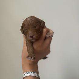 Athena - Red  female Goldendoodle puppy in Noblesville, Indiana from R and H Doodles