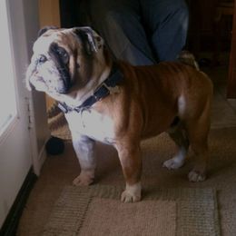 Roscoe - Bulldog