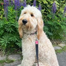 Aspen - Goldendoodle