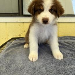 Australian Shepherd Puppies from Al Sira Australian Shepherds