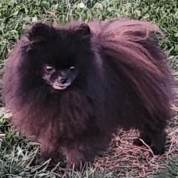 London - Pomeranian