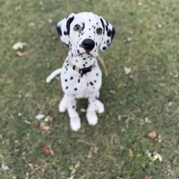 Charming - White and black male Dalmatian puppy in Tulsa, Oklahoma from White House Dals