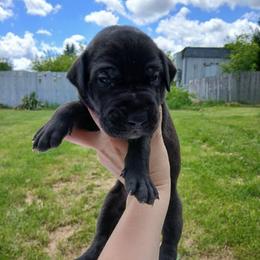 Eclipse - Black male Great Dane puppy in Marshall, Michigan from Dream K9