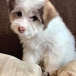 Aussiedoodle Puppies from Elkington Family Farms