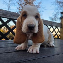 Tex 2700.00 - Red and white male Basset Hound puppy in Denison, Texas from Emma Lou's Baby Bassets