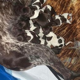 German Shorthaired Pointer Puppies from Emily's GSPs