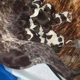 German Shorthaired Pointer Puppies from Emily's GSPs