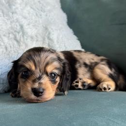 Bandit AKC 5000 - Dapple male Dachshund puppy in Krum, Texas from Tired Chef Dachshunds