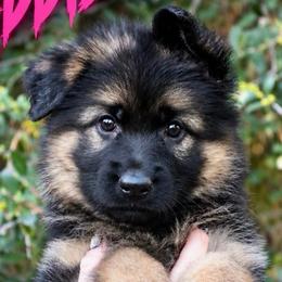 Addison - Black and red female German Shepherd puppy in Canton, Texas from WILDWOOD GERMAN SHEPHERDS