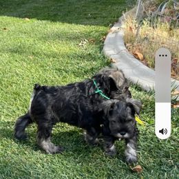 Miniature Schnauzer Puppies from SkyHigh Kennels
