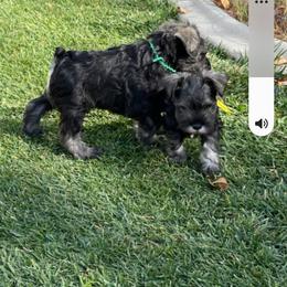 Miniature Schnauzer Puppies from SkyHigh Kennels