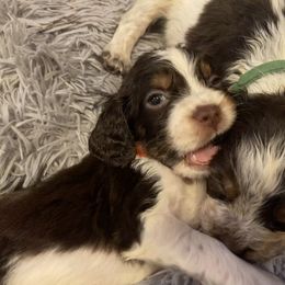 English Springer Spaniel Puppies from M L Springers