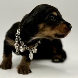 Lady 2- Russian Lines- AKC - Black and tan female Dachshund puppy in Bartlesville, Oklahoma from OkieDokieDox