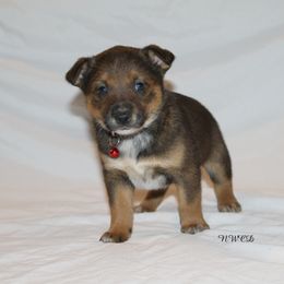 Reba McEntire - Blue female Australian Cattle Dog puppy in Willamina, Oregon from Cherished Chihuahuas