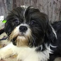 Diamond - Shih Tzu