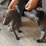 Xoloitzcuintli from Liz's Xoloitzcuintlis