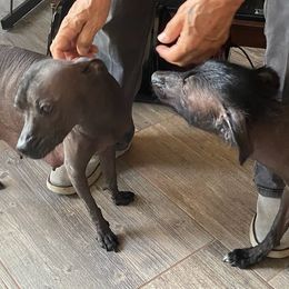 Xoloitzcuintli from Liz's Xoloitzcuintlis
