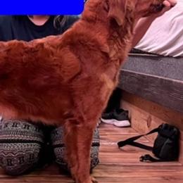 Golden Retrievers from Bee’s Retrievers