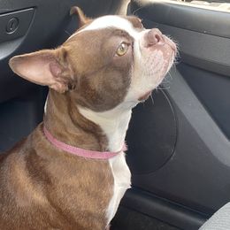 Boston Terriers from Pure Bread Bostons