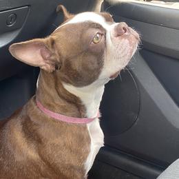 Boston Terriers from Pure Bread Bostons