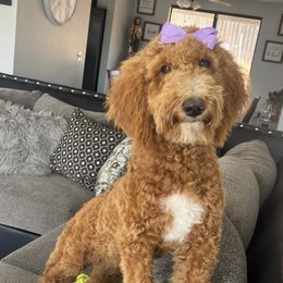 Utah - Goldendoodle