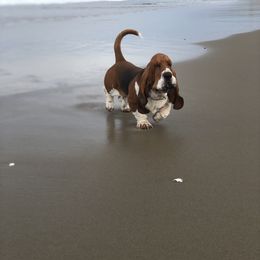Basset Hound Puppies from Houndful Hearts