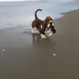 Basset Hound Puppies from Houndful Hearts