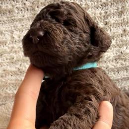 Light Blue - Chocolate female Labradoodle puppy in Chula Vista, California from Coastal Cocoa Labradoodle