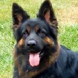 Nicky - German Shepherd
