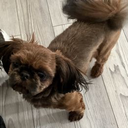 Shih Tzu puppies from Mountain Laurel Shihtzu