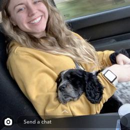 English Springer Spaniel Puppies from Hometown Springers