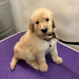 Harry Hogge- Brown - Cream male Goldendoodle puppy in Van Buren, Missouri from Jami’s Goldendoodles & Poodles