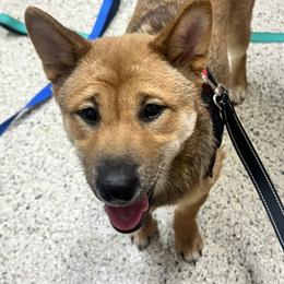Shiba Inu Puppies from Haste